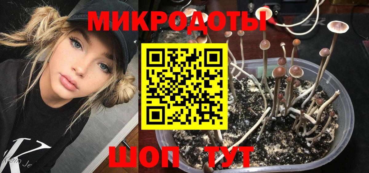 Галлюциногенные грибы Psilocybe Омск